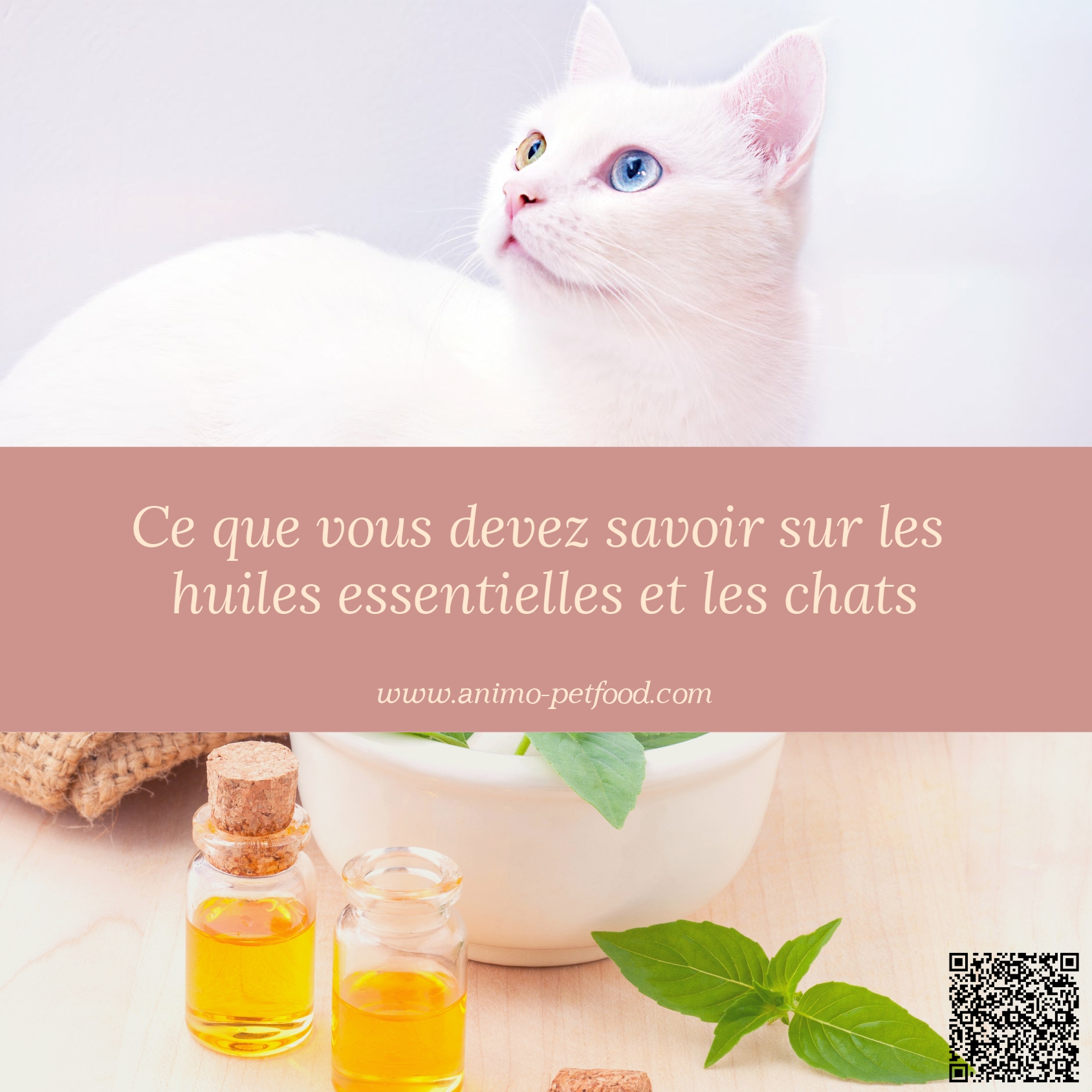 huiles essentielles et chats